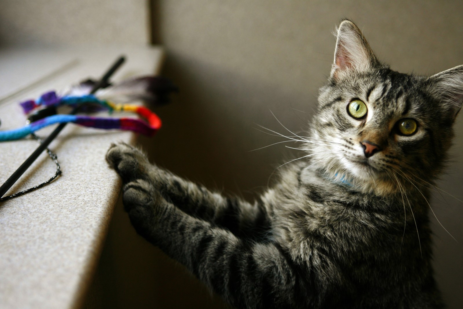 companies like barkbox