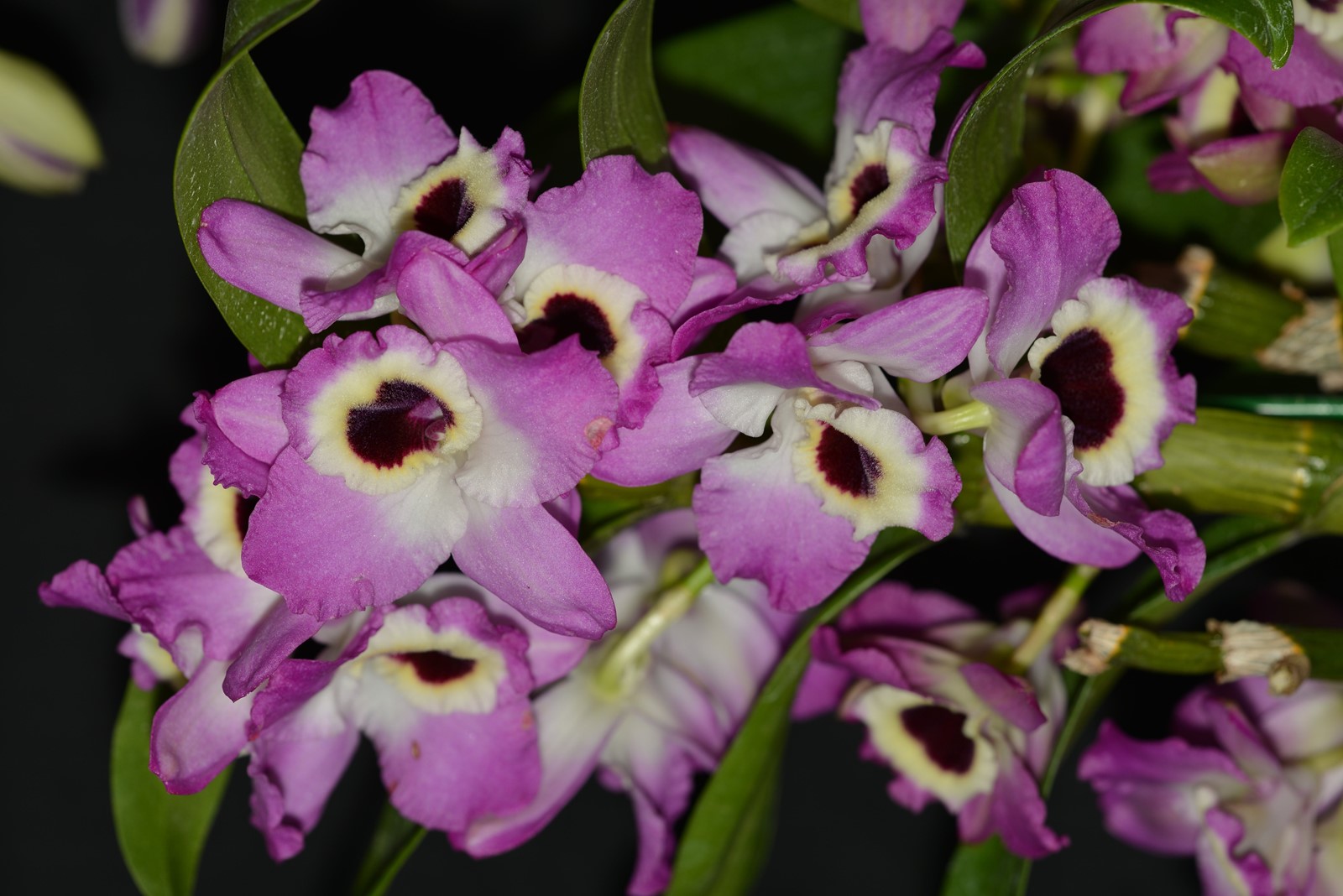 Orchid Flower Show West Hartford Ct Best Flower Site